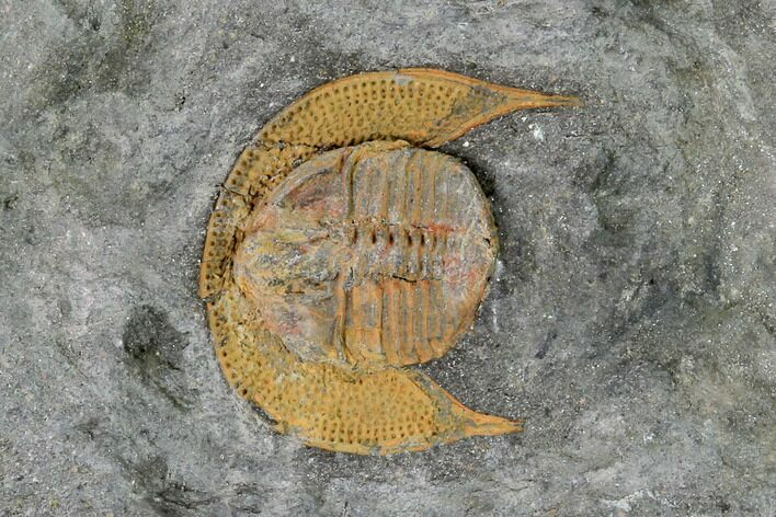 Small, Orange Declivolithus Trilobite - Mecissi, Morocco #138926
